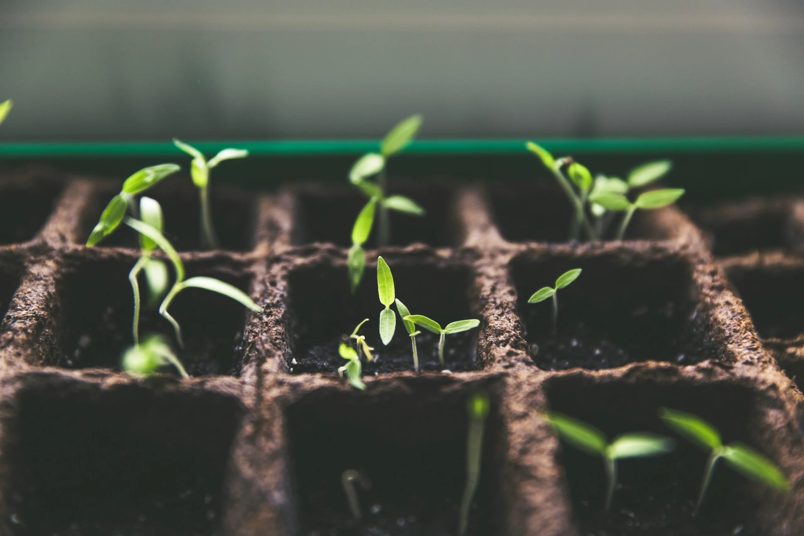 Why Understanding Your Growth Strategy Is Important Initially and Over Time